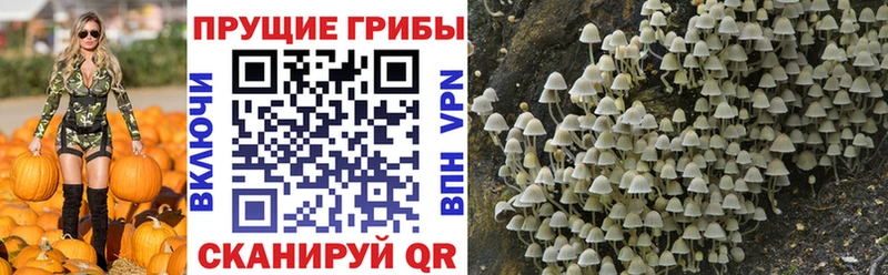 Галлюциногенные грибы Psilocybe  наркотики  Оренбург 